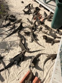 49781704_380173062544296_3705188103514750976_n